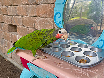 Cuban Amazon Parrot eating on her pretty princess vanity while sneaking peeks at herself in the mirror