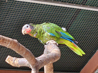 Cuban Amazon Parrot perched on a branch