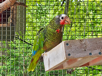 Cuban Amazon Parrot perched on a wooden feeder