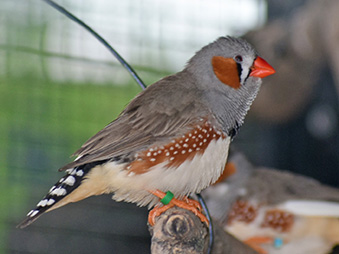 Grey Zebra finch perched on a branch