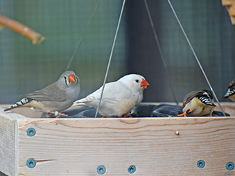 Group of Zebra Finches on a feeder