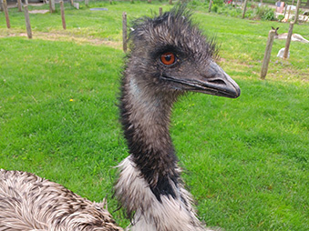 Headshot of an Emu