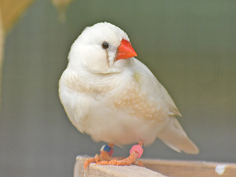 White Zebra Finch perched on a feeder