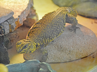 Nigerian Uromastyx climbing on a rock