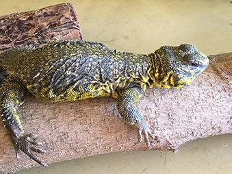 Uromastyx laying on a log in its habitat