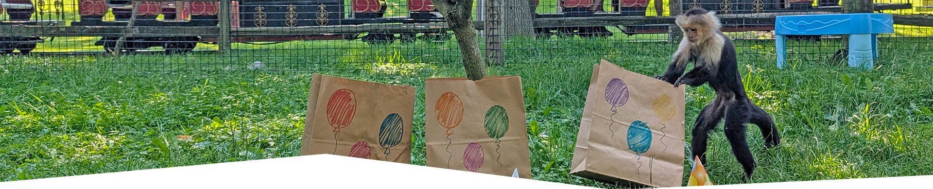 White-throated Capuchin playing with paper bags
