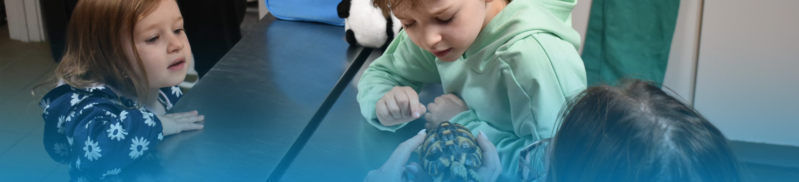 Zookeeper showing two kids a Egyptian Tortoise