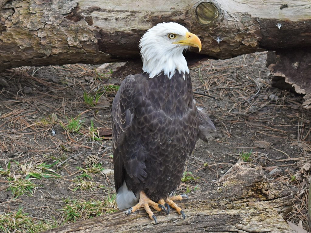 Bal eagle perched on a log