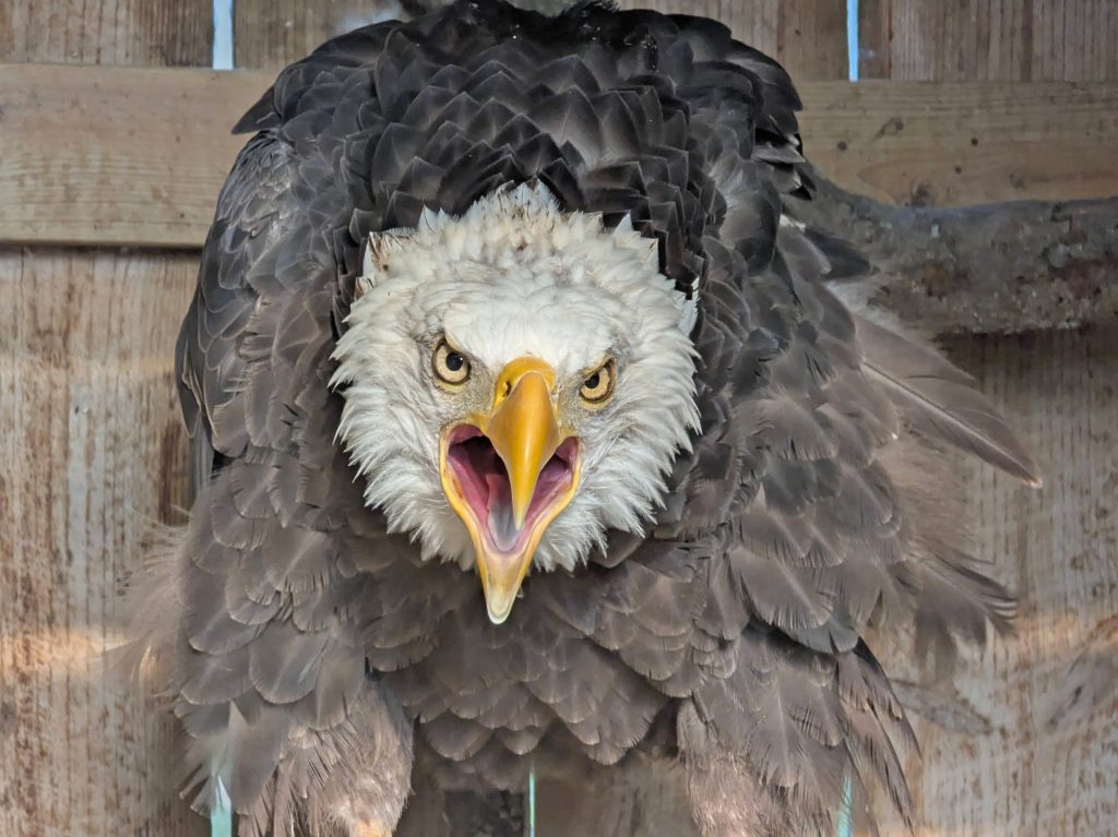 Bald Eagle with its mouth open