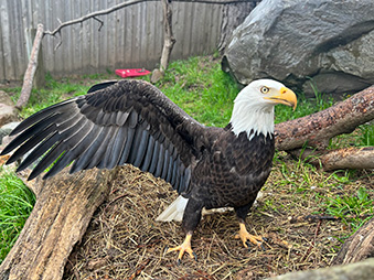 Bald Eagle with one of its wings outstretched