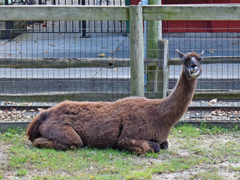 Brown Llama Charlie laying on the ground in her habitat