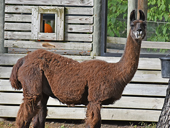 Brown Llama Charlie standing in her habitat in front of a wooden fence