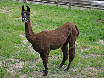 Brown Llama standing in its habitat