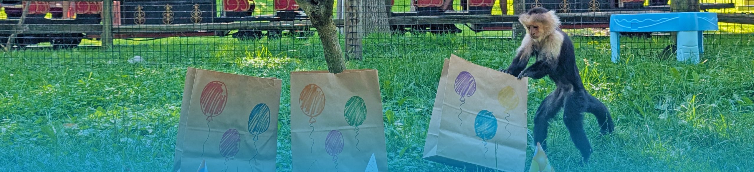 White throated Capuchin searching through paper birthday bags