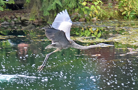 Great Blue Heron flying over the pond