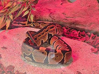 Ball Python laying on a rock