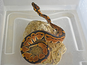 Ball Python on a rock in a tub of water