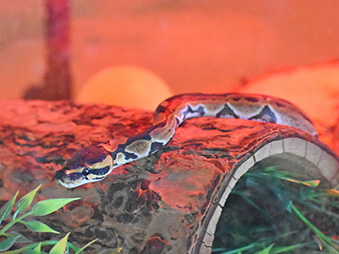 Ball Python slithering across a log