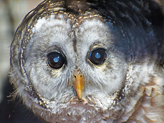 Barred owl Face