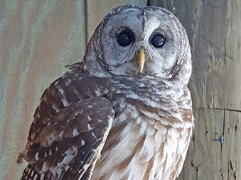 Barred owl perched on a branch in its habitat
