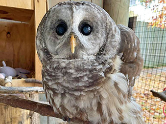 Barred owl perched on a branch