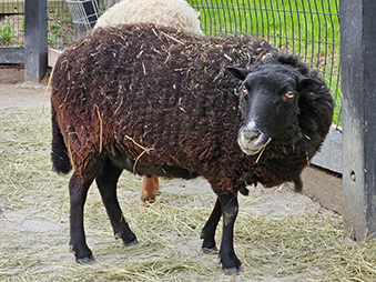 Black Welsh Mountain Sheep standing in its habitat