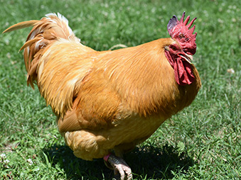 Buff Orpington Chicken Walking through grass