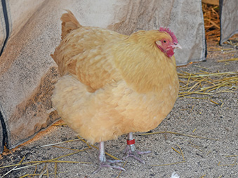 Buff Orpington Chicken standing in her habitat