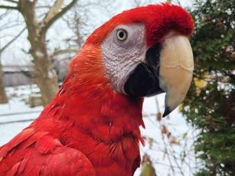 Close up headshot of a Scarlet Macaw during winter