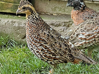 Female Masked Bobwhite standing in a patch of grass