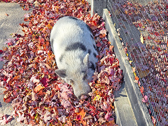 Gray and black pig laying in her habitat on a pile of leaves on a sunny day
