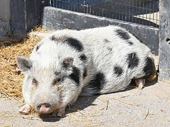 Gray and black pig laying in her habitat on a sunny day