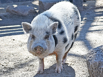 Gray and black Domestic Pig standing in her habitat on a sunny day