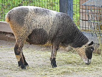 Moluccan Cockatoo sitting on a branch tilting its head upside down