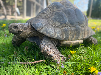 Leopard Tortoise standing in its habitat