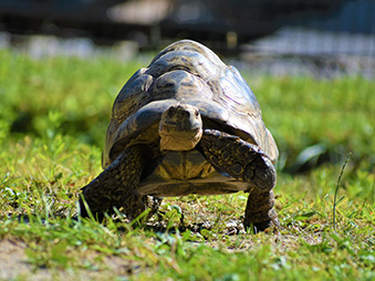 Leopard Tortoise walking in its habitat