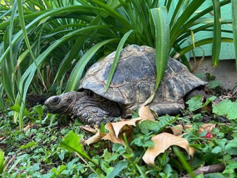 Leopard tortoise resting near a plant