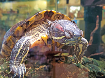 Red-eared slider turtle climbing onto a floating piece of wood in water