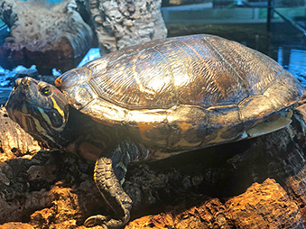 Red-eared slider turtle resting on a piece of wood in water