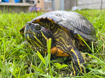 Red-eared slider turtle walking through grass