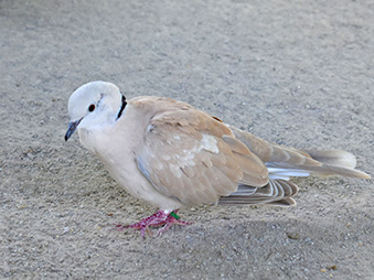 Ringed-neck Dove walking on a sandy ground