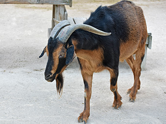 San Clemente Island Goat walking through its habitat