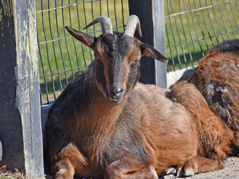San Clemente Island Goat laying in grass