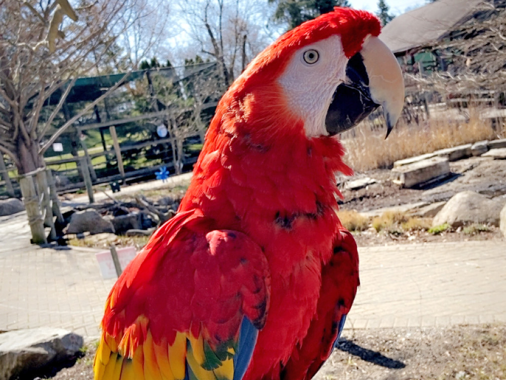 Scarlet Macaw outside on a sunny day