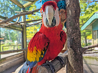 Scarlet Macaw perched on a branch on a sunny day