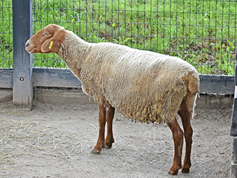 Tunis Sheep standing in its habitat