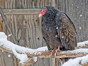 Turkey Vulture perched on a branch during winter