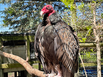 Turkey Vulture perched on a branch in its habitat