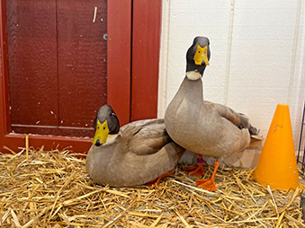Two Swedish blue & Mallard mix ducks resting in their habitat