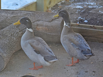 Two Swedish blue & Mallard mix ducks standing in their habitat